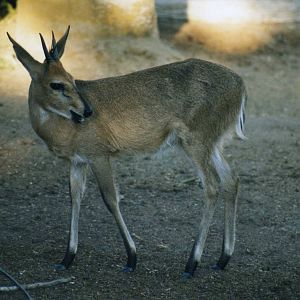 Common duiker