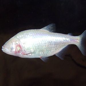 Blind cavefish @ Pécs Zoo & Aquarium/Terrarium, Hungary