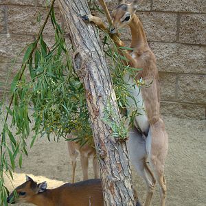 Red-flanked Duiker and Gerenuks at the Los Angeles Zoo
