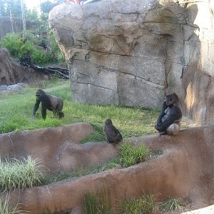 Western Lowland Gorillas at the Los Angeles Zoo