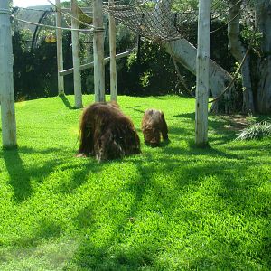 Orangutan exhibit at the Honolulu Zoo
