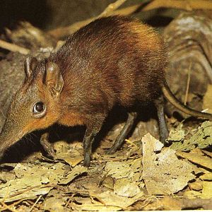 Giant elephant shrew