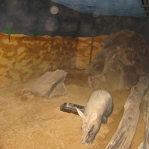 Ardvark exhibit, Saarbrücken Zoo