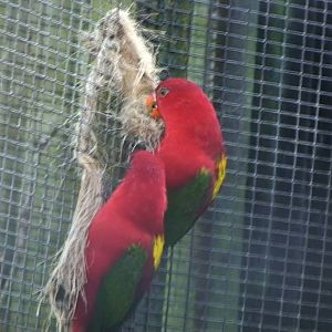 yellow backed chattering lorikeet