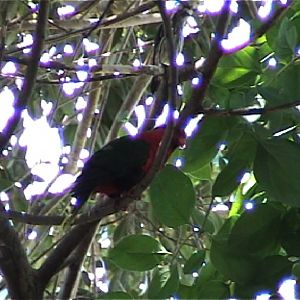 mount goliath lorikeet