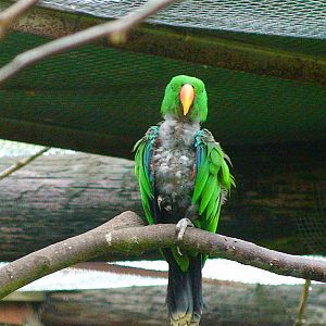 Eclectus Parrot
