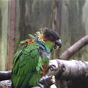 Blue throated conure