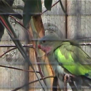 Princess parakeet