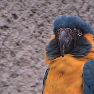 Blue throated macaw
