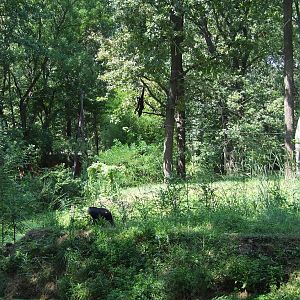Water-moated primate enclosures @ Szeged Zoo, Hungary