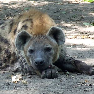 Male Spotted hyena @ Szeged Zoo, Hungary