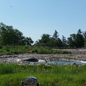Arctic Ring of Life - Detroit Zoo