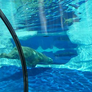 Arctic Ring of Life - Detroit Zoo