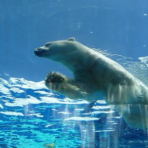 Arctic Ring of Life - Detroit Zoo