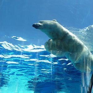 Arctic Ring of Life - Detroit Zoo