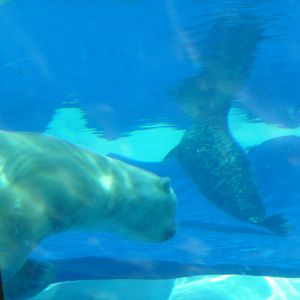 Arctic Ring of Life - Detroit Zoo