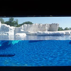 Arctic Ring of Life - Detroit Zoo
