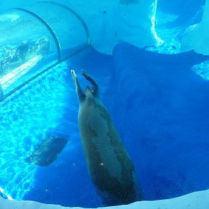 Arctic Ring of Life - Detroit Zoo