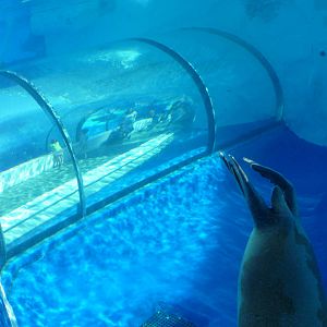 Arctic Ring of Life - Detroit Zoo