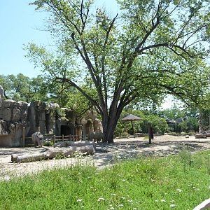White Rhino Exhibit - Detroit Zoo