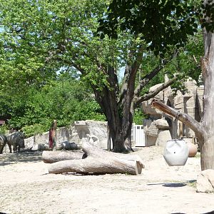 White Rhino Exhibit - Detroit Zoo