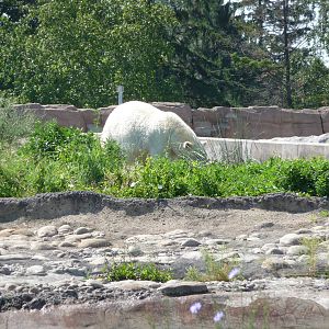Arctic Ring of Life - Detroit Zoo