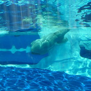 Arctic Ring of Life - Detroit Zoo