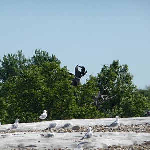 Arctic Ring of Life with Chimps in Background - Detroit Zoo