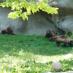 Wolverines - Detroit Zoo