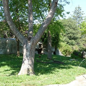 Wolverine Exhibit - Detroit Zoo