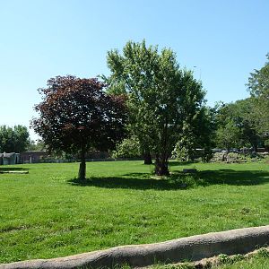 Przewalski Horse Exhibit - Detroit Zoo