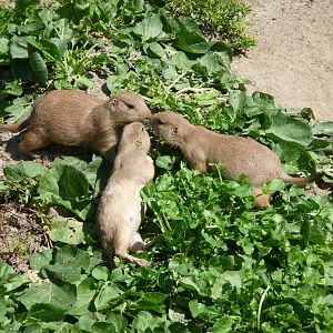 Prairie Dogs - Detroit Zoo