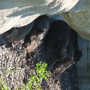 Peccaries - Detroit Zoo