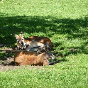 Red Kangaroos - Detroit Zoo