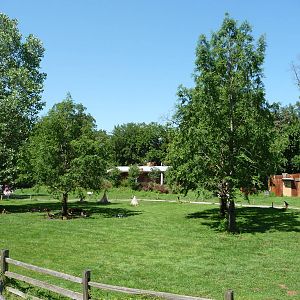 Red Kangaroo Exhibit - Detroit Zoo