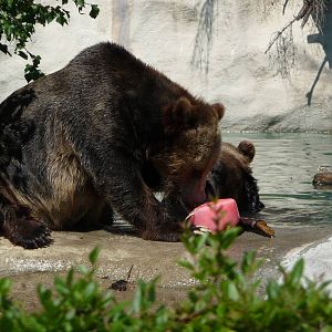 Grizzlies - Detroit Zoo