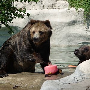 Grizzlies - Detroit Zoo