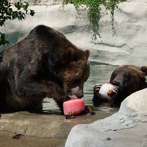 Grizzlies - Detroit Zoo