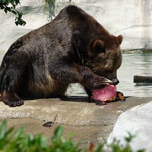 Grizzly - Detroit Zoo