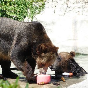 Grizzlies - Detroit Zoo