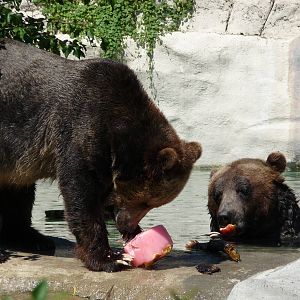 Grizzlies - Detroit Zoo