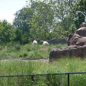 Arctic Ring of Life - Detroit Zoo