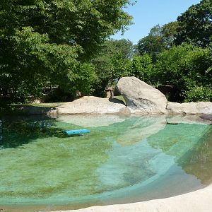 Hippo Pool - Detroit Zoo