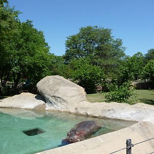 Hippo Pool - Detroit Zoo