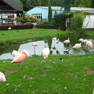 Mixed flamingo flock at Tierpark Gettorf 2007