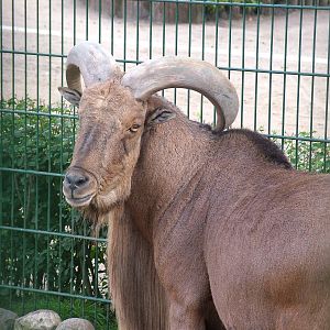 Barbary Sheep (Ammotragus lervia) at Tierpark Gettorf 2007