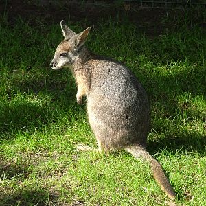 Tammar Wallaby (Macropus eugenii) at Tierpark Gettorf 2007