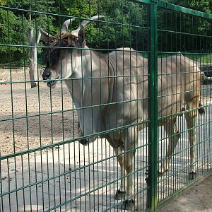 Common Eland (Taurotragus oryx) bull at Tierpark Gettorf 2007