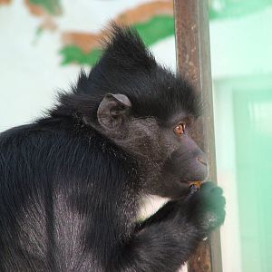 Black Mangabey (Lophocebus aterrimus) at Tierpark Gettorf 2007