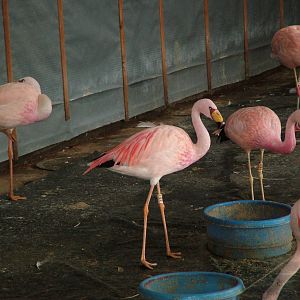 James' and Andean Flamingos at Slimbridge WWT 2006